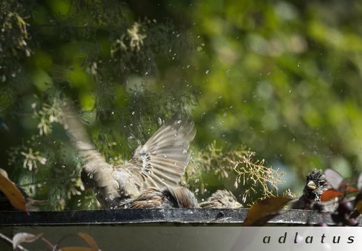 Poranna kąpiel ptaków