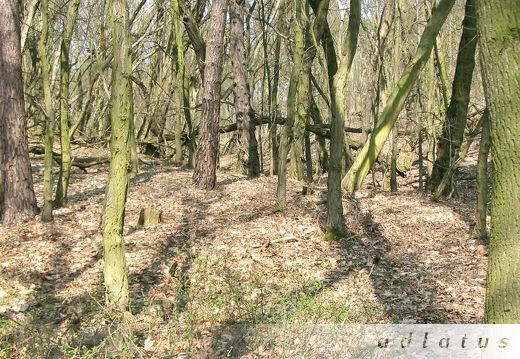 Spacer nad Jeziorem Góreckim 17.04.2006